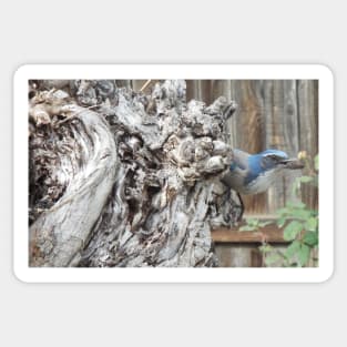 Scrub Jay on Sycamore Tree Sticker